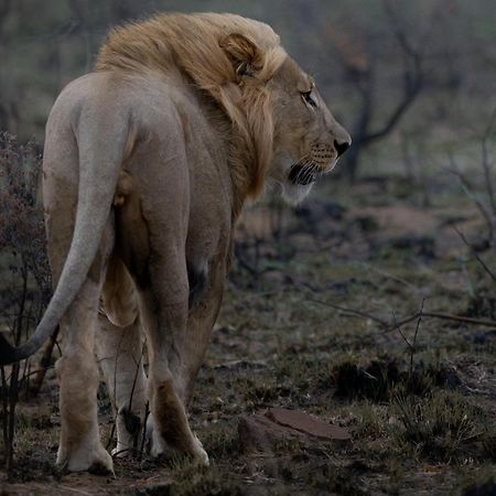 Sediba Luxury Safari Lodge Заповедник Велгевонден Экстерьер фото
