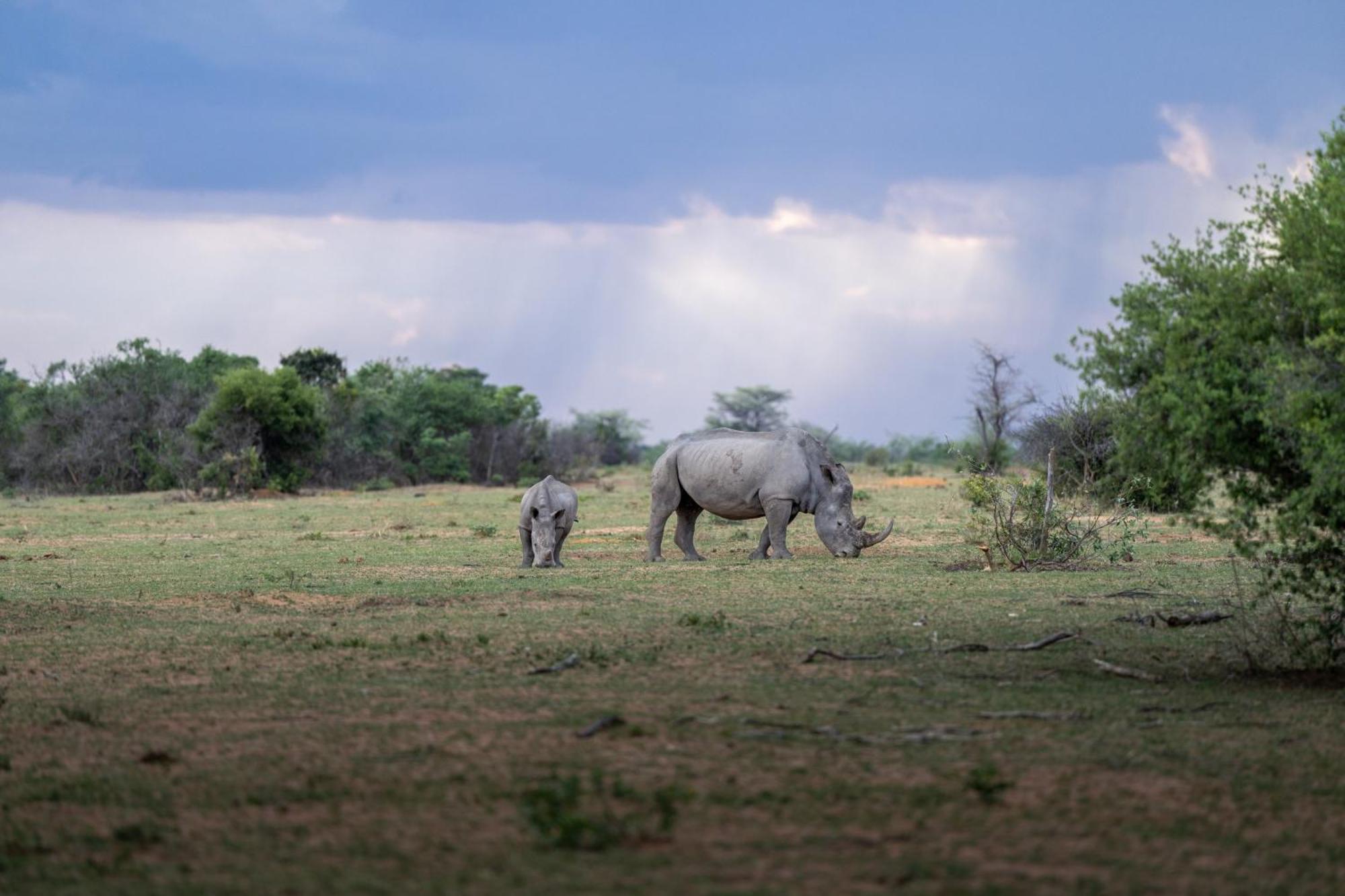 Sediba Luxury Safari Lodge Заповедник Велгевонден Экстерьер фото