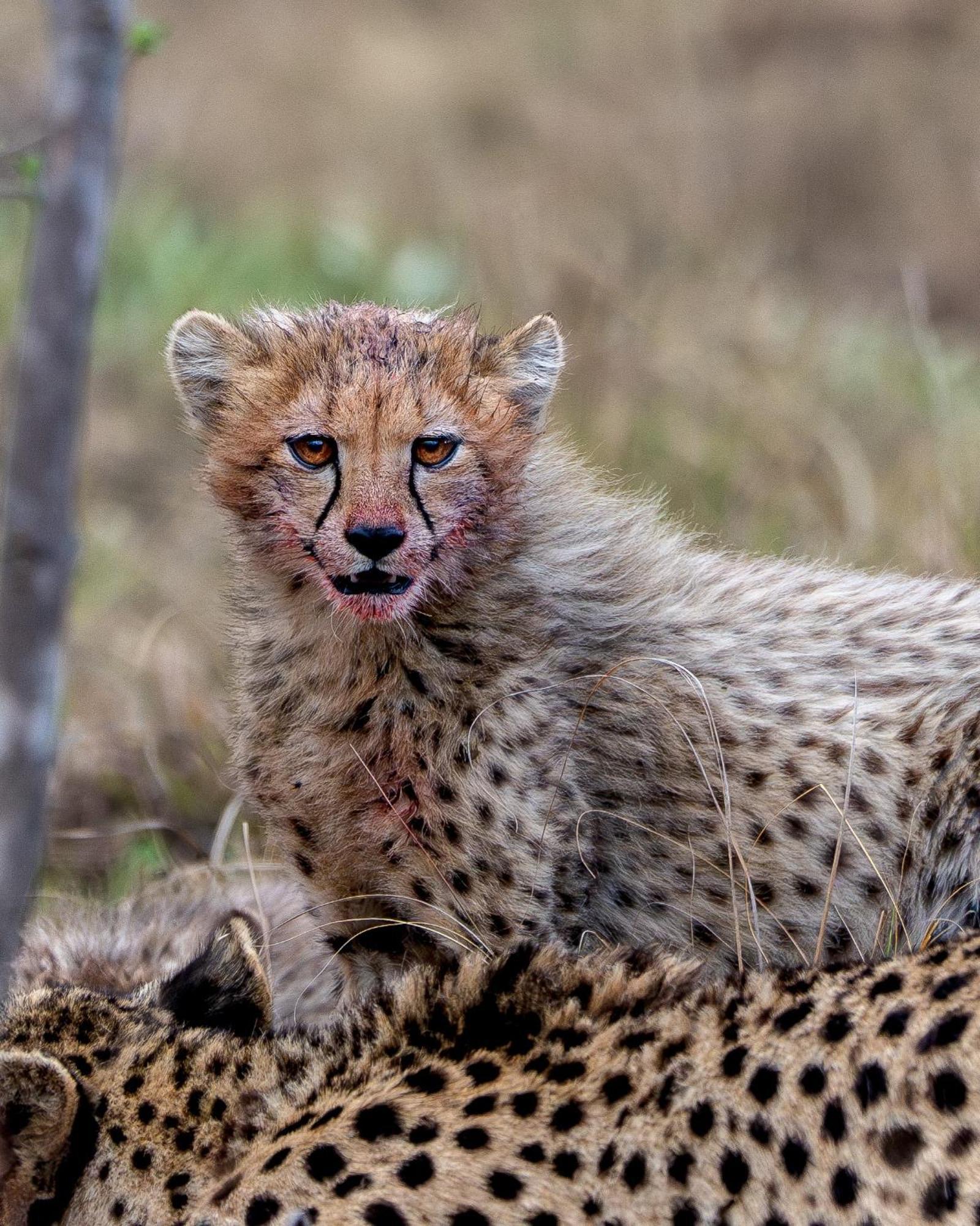 Sediba Luxury Safari Lodge Заповедник Велгевонден Экстерьер фото