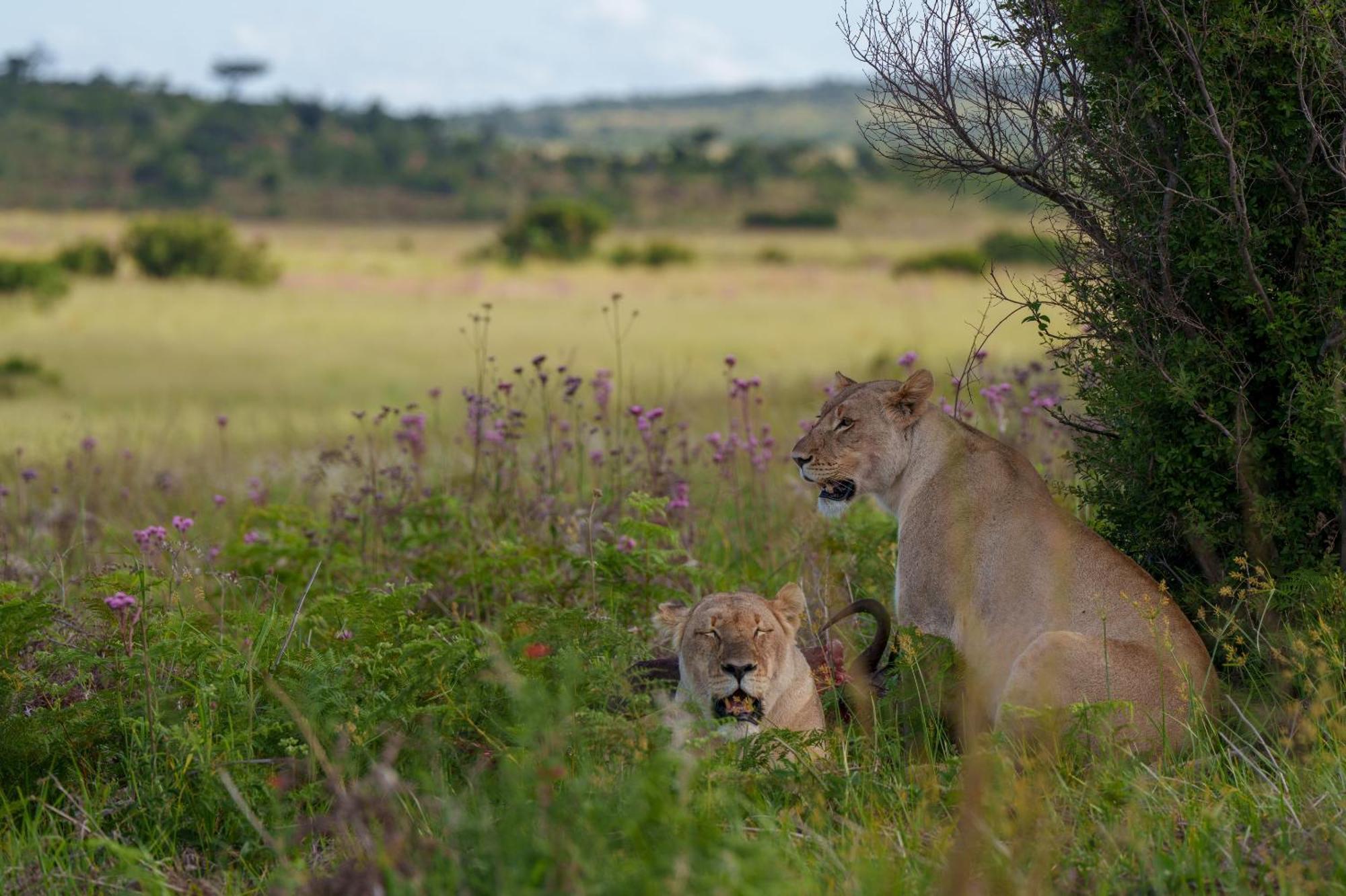 Sediba Luxury Safari Lodge Заповедник Велгевонден Экстерьер фото