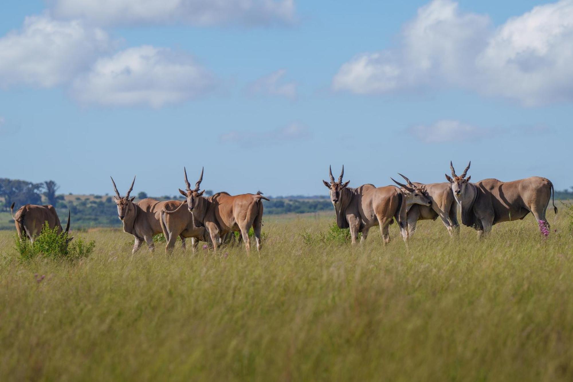 Sediba Luxury Safari Lodge Заповедник Велгевонден Экстерьер фото
