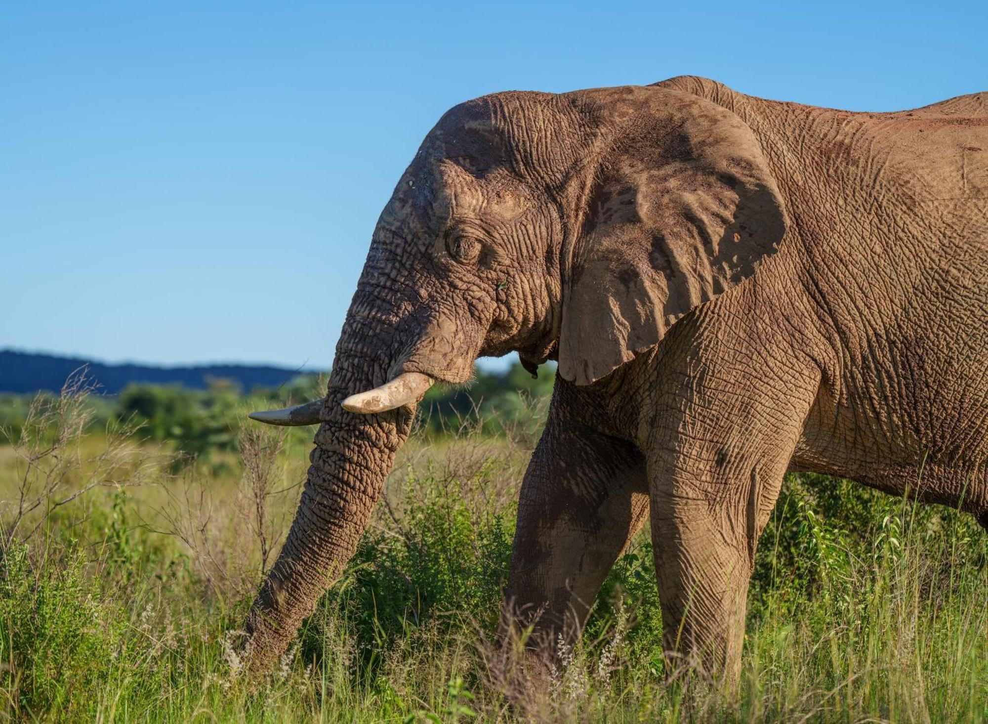 Sediba Luxury Safari Lodge Заповедник Велгевонден Экстерьер фото