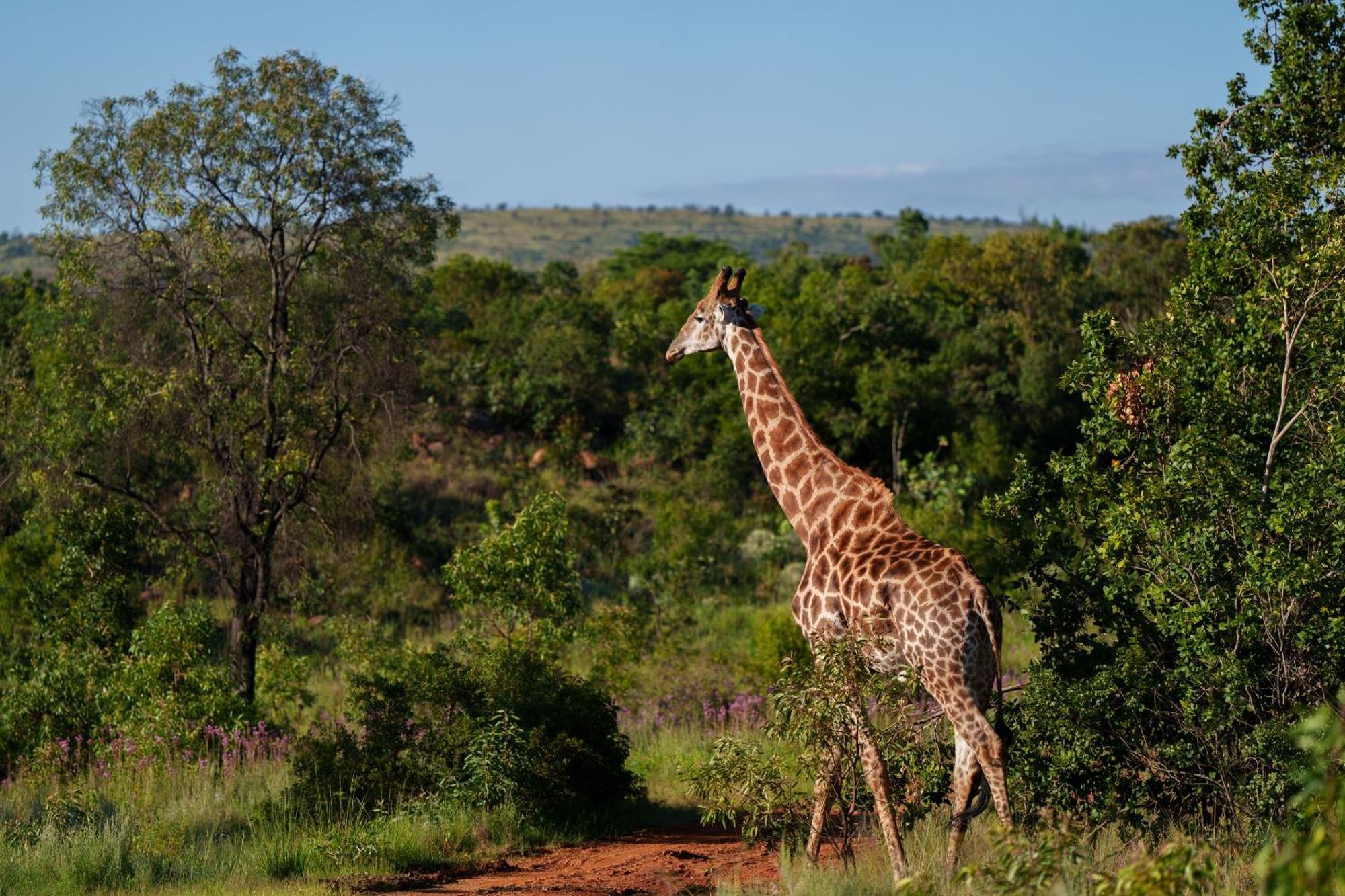 Sediba Luxury Safari Lodge Заповедник Велгевонден Экстерьер фото